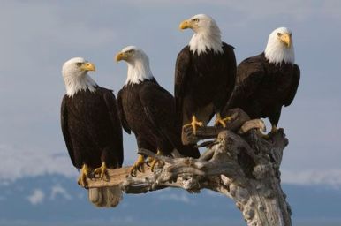 Bald eagles at Homer, AK